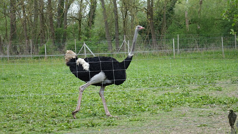 Vogel Srauß