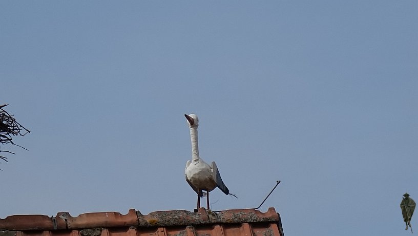 Storch in Herxheimweyher