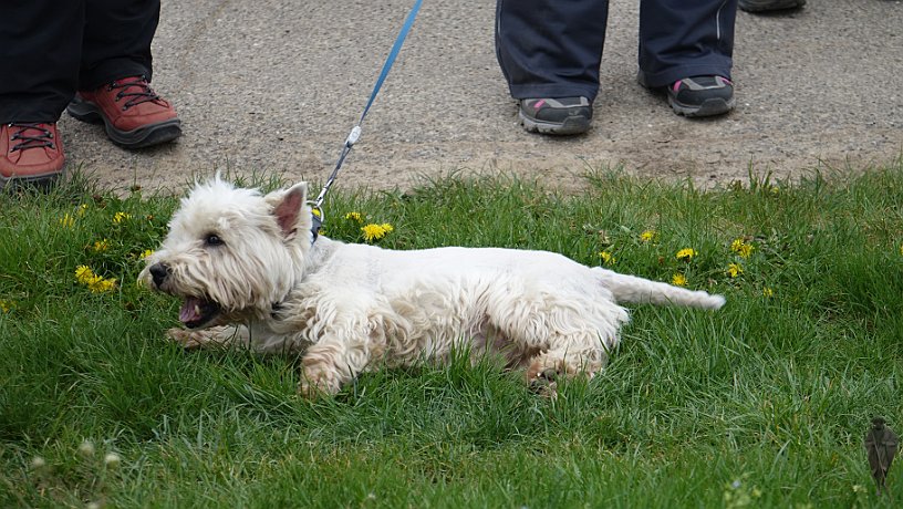 Pilgerhund beim Wegekreuz