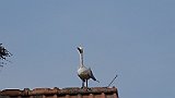 209-32 Wandern 25.4.15 Samstagspilgern, 3. Etappe Rülzheim - Landau, Storch bei Herxheimweyher.JPG