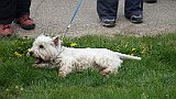 209-66 Wandern 25.4.15 Samstagspilgern, 3. Etappe Rülzheim - Landau, Hund.JPG