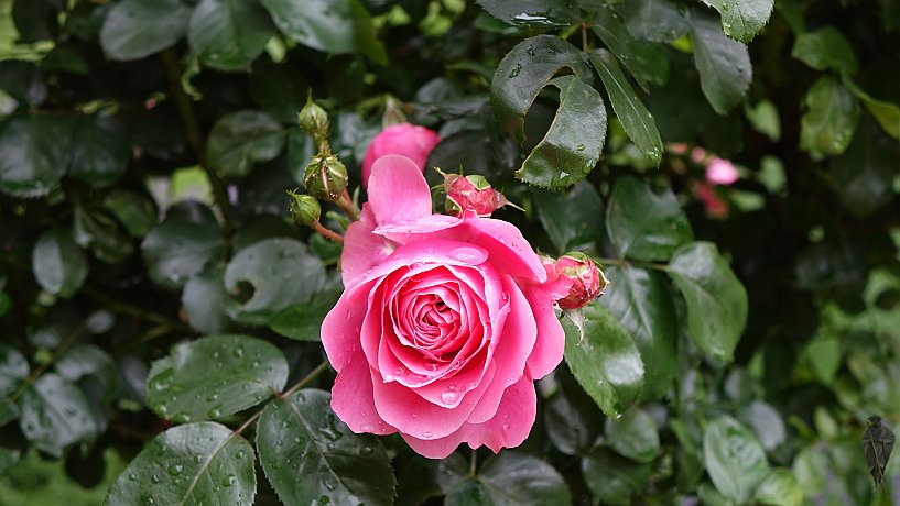 Rosen im Kreuzgarten ehemalige Klosterkirche der Augustinereremiten 