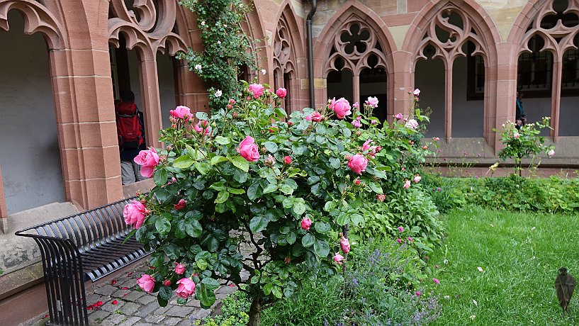 Rosen im Kreuzgarten ehemalige Klosterkirche der Augustinereremiten 