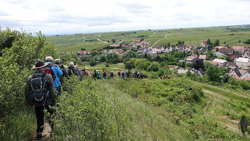 Pilger vor Ilbesheim