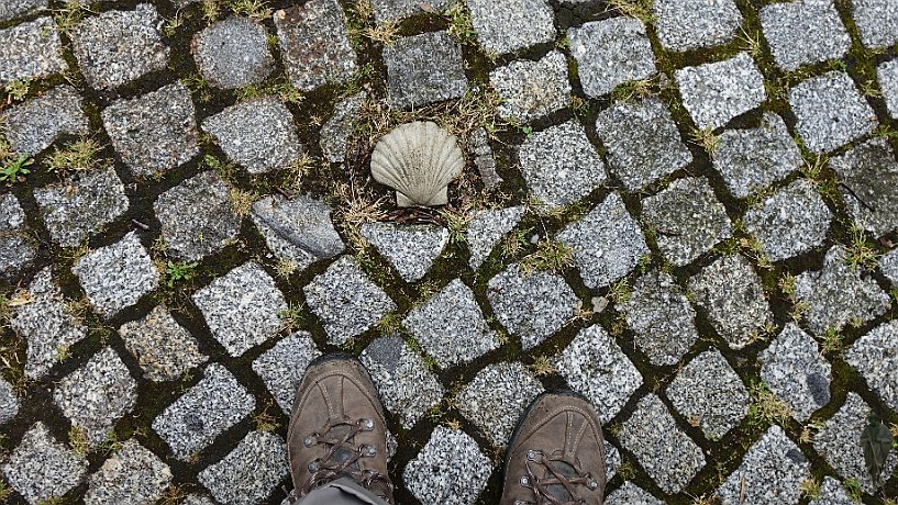 Muschelstein an der Stiftskirche in Klingenmünster