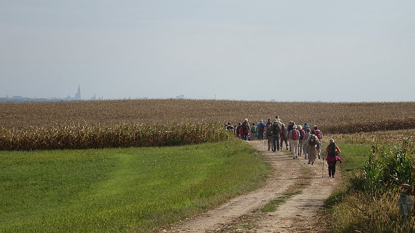 Vor Brumath, Blick zum Straßburger Münster