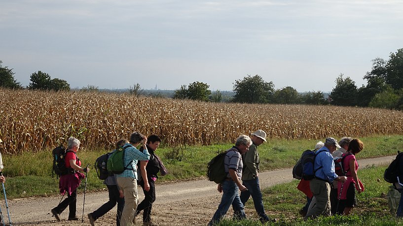 Vor Brumath, Blick zum Straßburger Münster