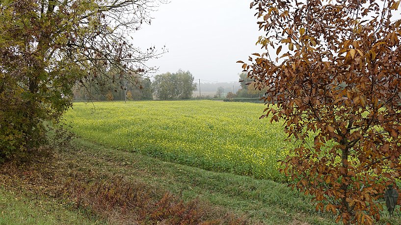 Herbstliches Getreidefeld