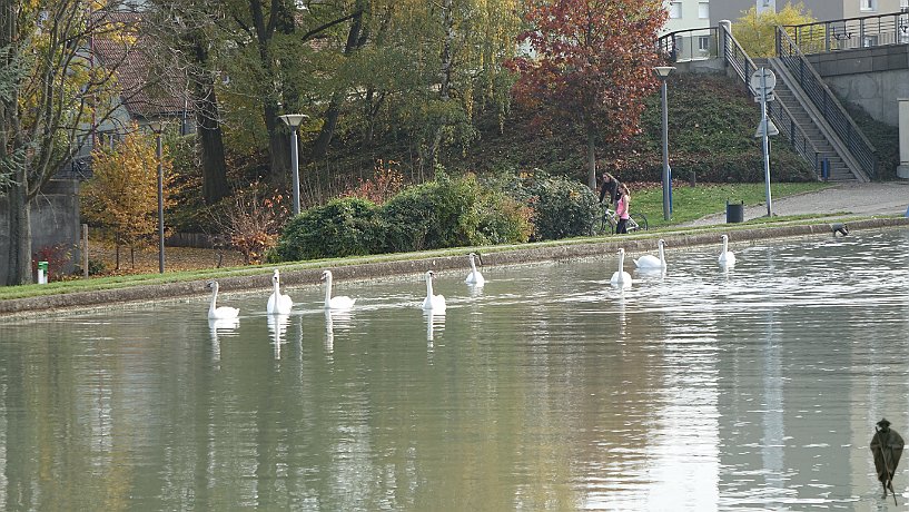 Schwäne im Rhein-Marne-Kanal