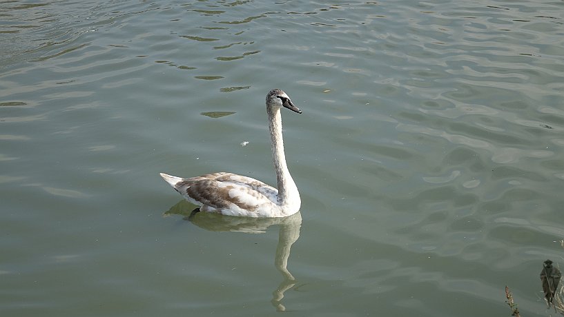 Schwan im Rhein-Marne-Kanal