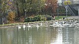 235-19 Wandern 31.10.15 Samstagspilgern Vendenheim - Strasbourg, Schwäne Rhein-Marne-Kanal.JPG